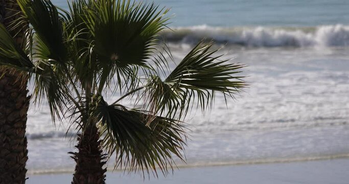 Palm Tree In Front Of Ocean Waves