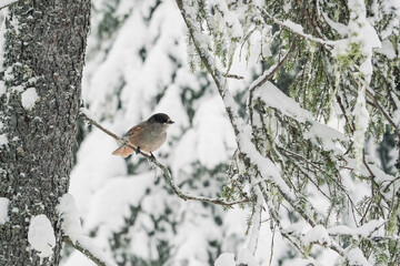 A small bird with a red breast and a black head..The finch sits on a snow-covered spruce branch. winter background