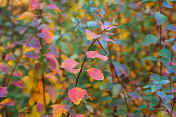 Plant branches with beautiful autumn leaves outdoors