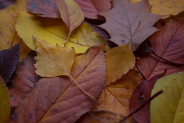 Naklejka na ściany i meble autumn leaves. leaves of different trees. background