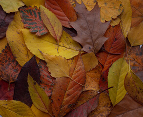 autumn leaves. leaves of different trees. background