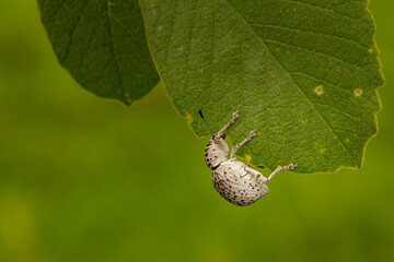 Cydianerus latruncularius, coleóptera. Um besouro branco andando na beirada de uma folha verde.