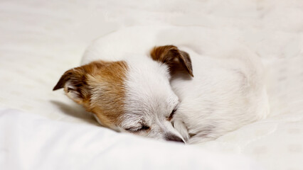 white dog sleeping