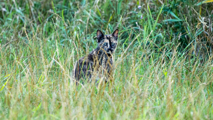 Cat animal in the grass