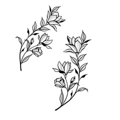 Beautiful sketch of a tattoo - a delicate twig with flowers . Flowers Periwinkle. Hand drawing. Outline. On a white background