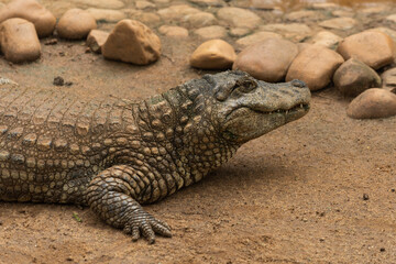Brazilian alligator with its reflection in pond trying to escape the heat