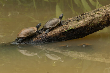 Close up portrait of turtles in amazon rainforest, Yasuni National Park, Orellana, Ecuador