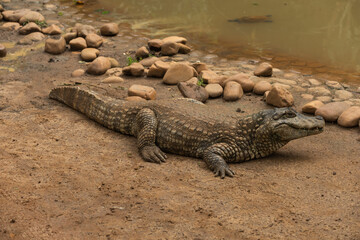 Brazilian alligator with its reflection in pond trying to escape the heat