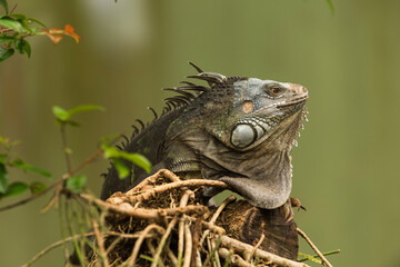 Green iguana also known as the American iguana is a lizard reptile in the genus Iguana in the...