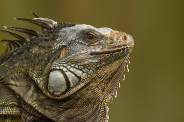 Green iguana also known as the American iguana is a lizard reptile in the genus Iguana in the iguana family. And in the subfamily Iguanidae.