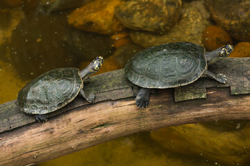 Obraz premium Yellow-spotted river turtle