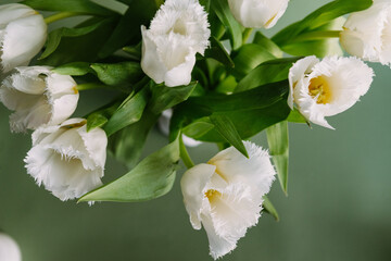 Obraz na płótnie Canvas Fresh spring tulips bouquet top view, white beautiful color