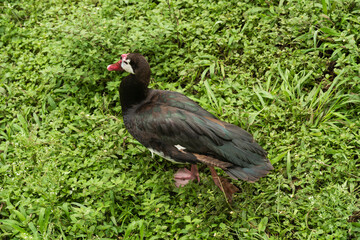 red-billed gambian goose in the wild