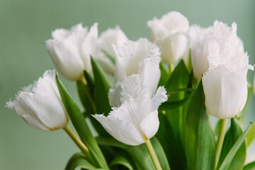 Fresh spring terry tulips bouquet, white beautiful color