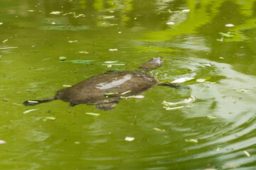 Close up portrait of turtles in amazon rainforest, Yasuni National Park, Orellana, Ecuador