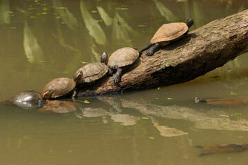 Close up portrait of turtles in amazon rainforest, Yasuni National Park, Orellana, Ecuador