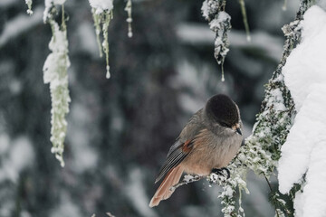 A small bird with a red breast and a black head..The finch sits on a snow-covered spruce branch. winter background