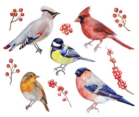 Watercolor set with winter birds and berries. Hand-painted illustrations of a red cardinal, a waxwing, a robin, a bullfinch, and a titmouse on a transparent background. © OG Art Shop