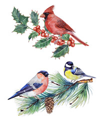 Watercolor illustrations with botanical elements and forest birds. Hand-painted compositions with a titmouse, bullfinch, red cardinal, and holly and pine branches on a transparent background.