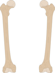 Bones of the human skeleton. Right Femur and Left Femur. Anterior (ventral) view.