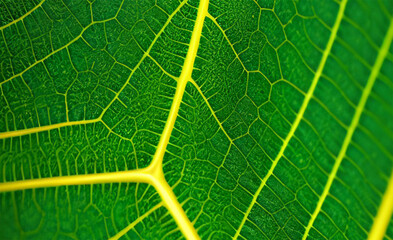 leaf texture, green leaf background with veins and cells