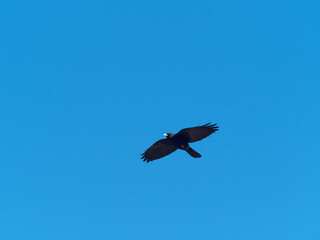 Pyrrhocorax graculus | Alpine chough in acrobatic flight under a blue sky of Bavarian Alps
