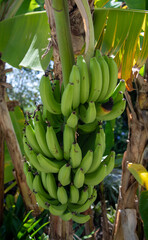 A bunch of unripened bananas growing on a banana tree in the Caribbean - 569328925