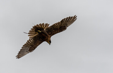 A Gyr Peregrine falcon in flight - 569328955