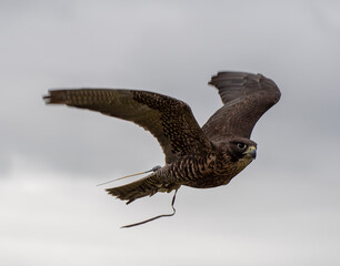 A Gyr Peregrine falcon in flight - 569328970