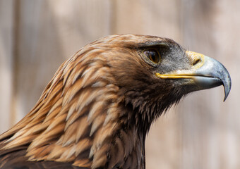 A portrait of a falcon - 569328987