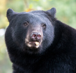 A portrait of A North American Black bear