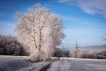 trees in winter