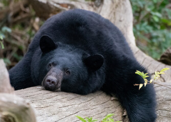 A portrait of A North American Black bear - 569329127