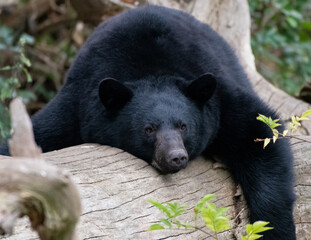A portrait of A North American Black bear - 569329143