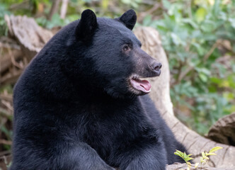 A portrait of A North American Black bear - 569329165