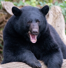 A portrait of A North American Black bear - 569329184