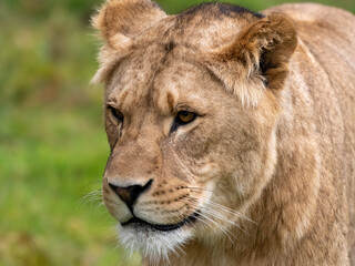 A portrait of An African Lion
