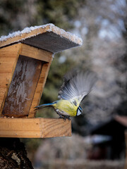 blue tit flying of a bird feeder