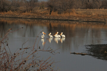pelicans on the lake 