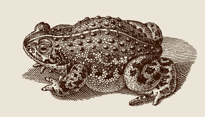 Natterjack toad epidalea calamita in top view sitting on the ground, after antique copperplate from 18th century
