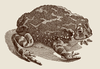 European green toad bufotes viridis in top view sitting on the ground, after antique copperplate from 18th century