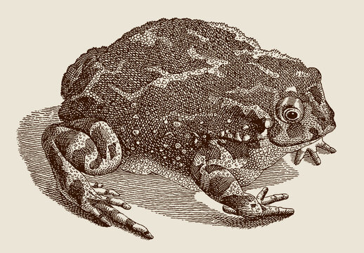 European green toad bufotes viridis in top view sitting on the ground, after antique copperplate from 18th century