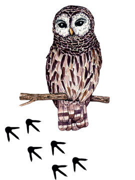Watercolor wild forest animal footprints. Illustration owl. Woodland illustration for kids design.