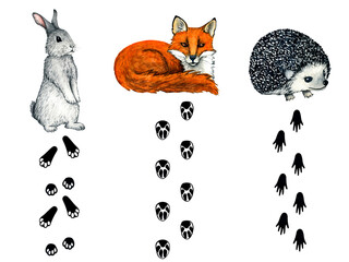 Watercolor wild forest animal footprints. Illustration fox, hedgehog, hare, rabbit for kids design.