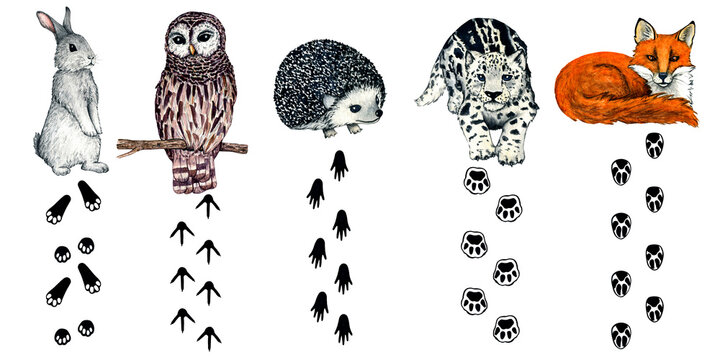 Watercolor wild forest animal footprints. Snow leopard kitten,irbis,fox, hedgehog, hare, rabbit, owl