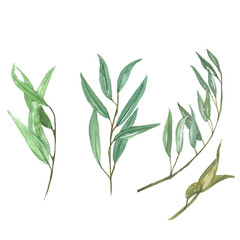 Hand drawn watercolor illustration of abstract green branch. Elements for design of invitations, movie posters, fabrics and other objects