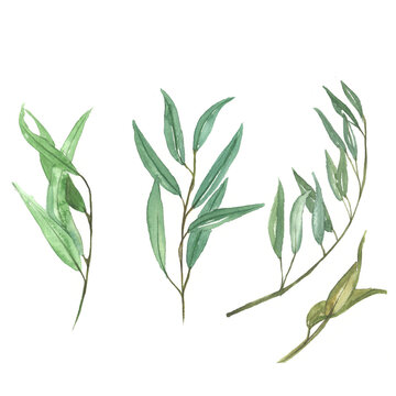 Hand drawn watercolor illustration of abstract green branch. Elements for design of invitations, movie posters, fabrics and other objects