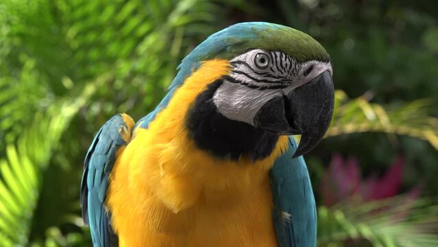 Animal. Portrait of beautiful yellow-blue parrot closeup. The tropical bird resting on tree. Motion closeup of wild ara parrot head on green background
