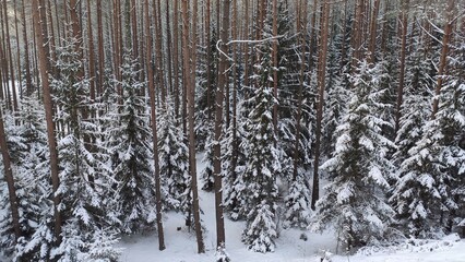Fototapeta premium photo background landscape winter snow-covered coniferous forest