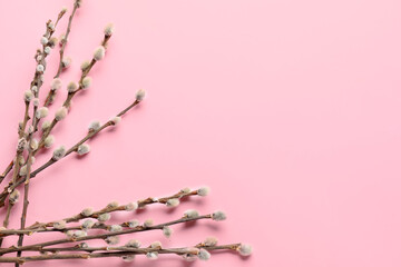 Obraz na płótnie Canvas Pussy willow twigs on pink background